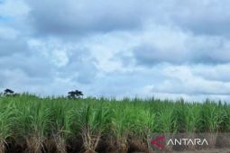 Pemkab Majalengka mendukung pelaksanaan program bongkar ratoon tebu