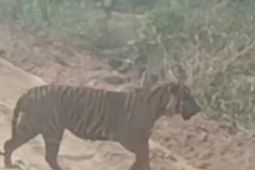 BBKSDA Riau giring anak harimau di Pelalawan kembali masuk ke dalam kawasan hutan