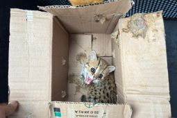 Kemenhut gagalkan perdagangan satwa liar dilindungi di Jateng