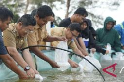 Bangka Tengah tebar 25.200 benur udang vaname
