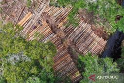 Ribuan kayu tanpa dokumen ditemukan di Hutan Desa Ulak Medang Ketapang