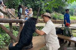 Pemkot masih tunggu hasil kajian Kemenhut terkait kondisi satwa Bandung Zoo