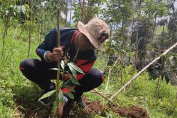 Warga Campurejo tanam 500 pohon di jalur pendakian baru Gunung Prau