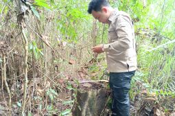 Pemkab Tabalong tuntaskan rehabilitasi 50 pilar batas kecamatan