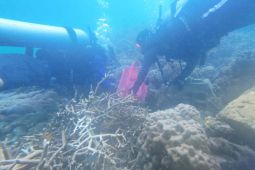 Pemkab Kepulauan Seribu transplantasi Terumbu karang di Pulau Pramuka