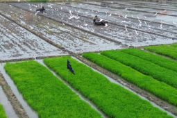 Perlindungan lahan sawah produktif