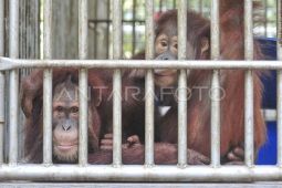Tempat penyelamatan orang utan di Jambi
