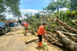 Angin kencang tewaskan pengendara motor di Trenggalek