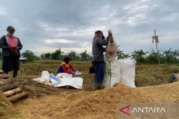 Bulog Bogor serap 435 ton gabah petani sesuai HPP Rp6.500