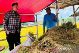 Bulog Belitung tinjau panen padi petani
