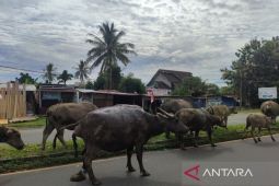 Pemprov Bengkulu terima alokasi vaksin PMK sebanyak 19.500 dosis