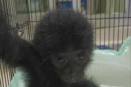 Polisi Jambi tangkap pelaku penjual dua ekor Siamang lewat media sosial
