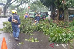 DLH Cianjur menurunkan petugas gabungan untuk pemangkasan pohon