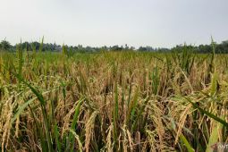 DPKP Tangerang pastikan bantu petani terdampak bencana