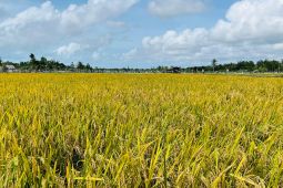 Petani di Belitung masuki musim panen padi