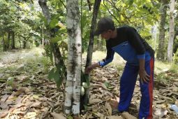 Menuju Indonesia negara maju berbasis komoditas tropis