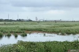Banjir rendam belasan hektare sawah di Cilincing Jakut, petani terancam gagal panen