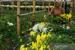 Panen bunga aster di Kabupaten Bandung Barat