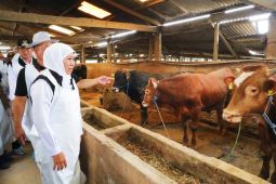 Pemprov Jatim distribusikan 453 ribu dosis vaksin PMK tahap I