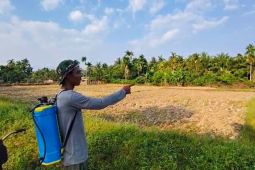 90 hektare sawah di Aceh Jaya alami kekeringan