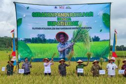 Petani Lebak panen raya padi, bisa enam ton per hektare