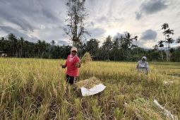 Petani Sayur Matinggi Tapanuli Selatan panen padi pascabencana