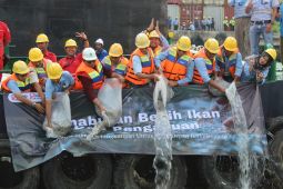 APP Group tebar benih ikan di DAS Pengabuan, rangkaian HUT Provinsi Jambi Ke-69