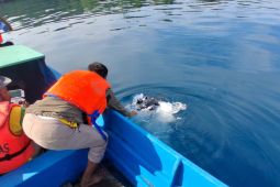 Basarnas hentikan pencarian korban kapal tenggelam di perairan Halsel