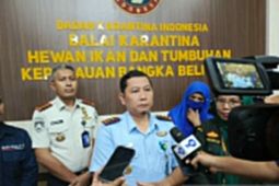 BKK Babel minta masyarakat hindari kontak kelelawar cegah virus nipah