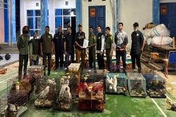 Perdagangan satwa liar ilegal terbongkar di Aceh, ada orang utan hingga cendrawasih
