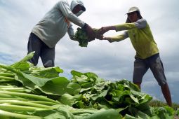 Budidaya sawi alternatif petani Tulungagung