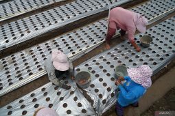 Tanam bawang merah sistem bedengan mulsa plastik