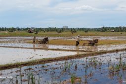 Potensi produksi padi Bengkulu awal 2026 berpotensi naik 0,64 Persen