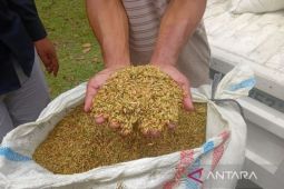 Nilai tukar petani di Sumut tumbuh positif pada Januari 2026