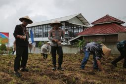 Pemkab Kuningan merealisasikan program tanam jagung seluas 22,5 hektare