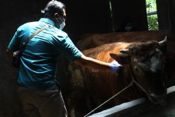 Percepatan vaksinasi PMK di Malang