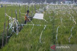 Proyeksi produksi beras nasional