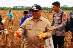 Produksi jagung Kaltim naik 160 persen seiring peningkatan luas panen