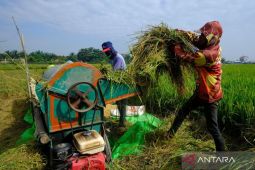 Panen raya yang membawa berkah