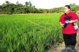 Produksi padi Kaltim 2025 naik jadi 270,87 ribu ton