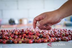 OIKN-BI tingkatkan ekonomi penyangga IKN melalui tanaman kopi