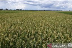 Kaltim berhasil produksi 270 ribu ton gabah kering pada tahun 2025