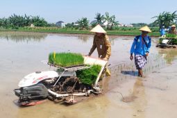 Poktan Probolinggo percepat tanam padi dukung swasembada pangan