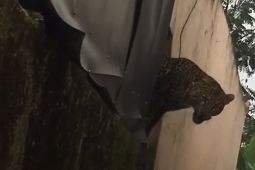 Ini ukuran macan tutul Pacet masuk ke pemukiman dan serang warga