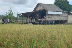 Produksi beras petani di Babel turun 17,02 persen