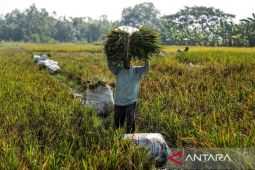 HKTI optimistis produksi padi nasional tetap terjaga di tengah dinamika iklim 2026