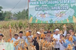 DKPP Serang catat produktivitas jagung 8 ton per hektare