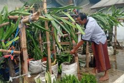 Petani Menes butuh "bapak angkat" kembangkan buah naga