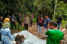 Kemenhut panggil jajaran direksi PT RAPP terkait kematian gajah di Riau