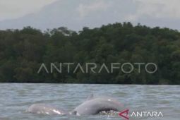 KLH siapkan langkah darurat guna penyelamatan populasi Pesut Mahakam
